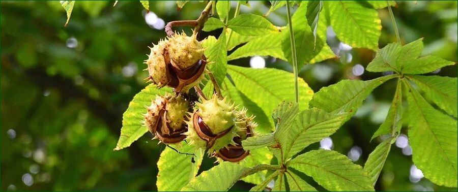 Chestnut horse